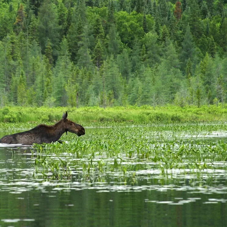 Wetland & Stormwater